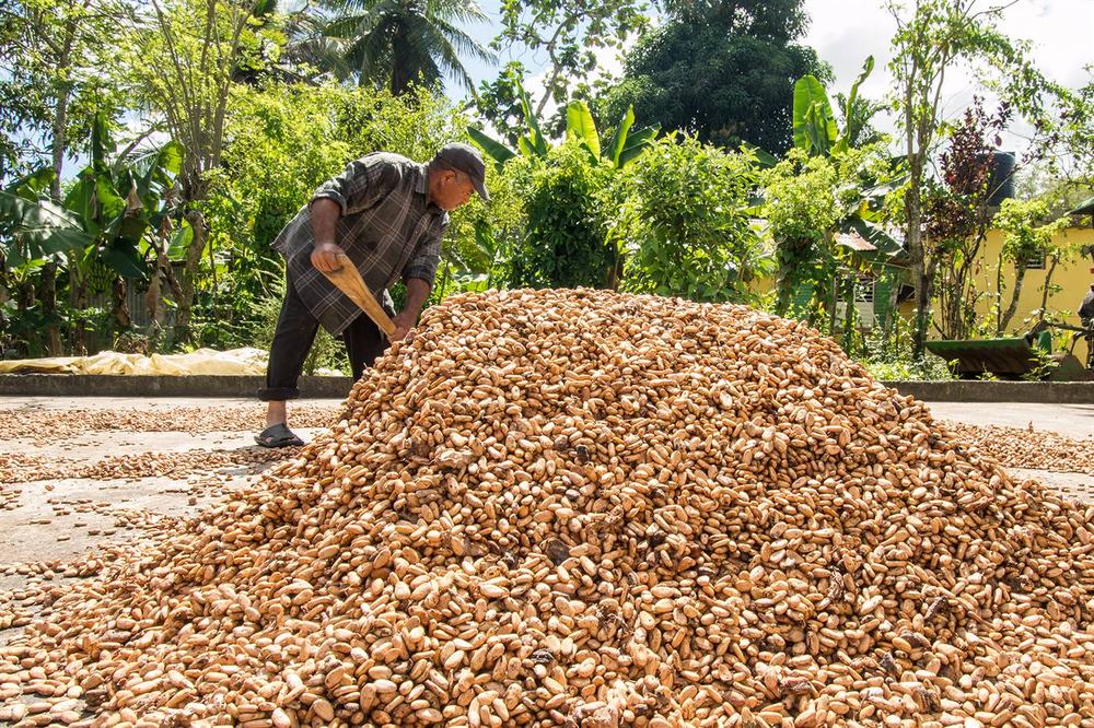 Geerntete Kakaofrüchte und geöffnete Kakaoschoten bei der Ernte