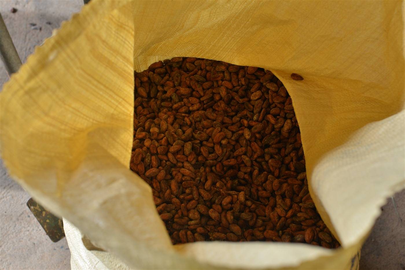 Gefüllter Kakao-Exportsack bei Gauss Export Dominicana